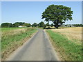 Tree On Darrow Lane