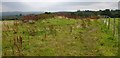 NH4939 : Remains of Boblainy chambered cairn by Craig Wallace
