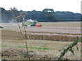 Harvesting crops by Babylon Lane