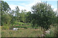 Restored medieval fish ponds at The Hill Farm