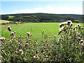 Field and Woodland near Todholes