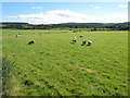 Field near Cantsford