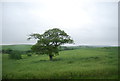 Single tree in a field