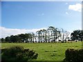 Field and trees near Nethershields