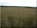 Oilseed rape crop, Blansby Park