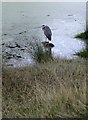 Heron at Bishop