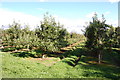 Apple Orchards near Jarvis Lane