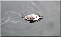 A juvenile Guillemot in Whitehills Harbour