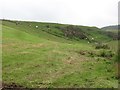 Cattle, Waterside