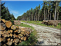 SE9195 : Lun Rigg Logging by Scott Robinson