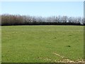 Exmoor grassland