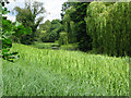 TL0934 : Weed covered Broad Water on the Wrest Park estate by Nick Smith