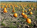 TF4703 : Pumpkins ready for harvesting by Richard Humphrey