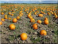 TF4703 : Pumpkins for Halloween? by Richard Humphrey
