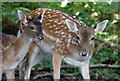 SP0654 : Deer in Berry Coppice by Rob Newman