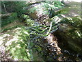 Root bridge taken from the footbridge near Neaves Farm