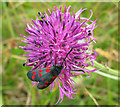 Six spot burnet moth and pollen beetles