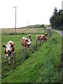 NJ0657 : Cows at Wester Newforres by don cload
