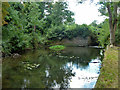 River Crane below old sluice