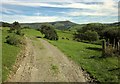 Cattle pasture near Cefn-Gader