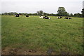 Cows in field by Higher Eype Road