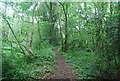 Woodland, Smithwood Common