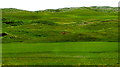 R0988 : Lahinch - R478 - Links Green surrounded by Mogul-Type Terrain by Suzanne Mischyshyn