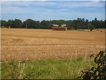 SU5549 : Harvest time by the Wayfarer's Walk by Mr Ignavy