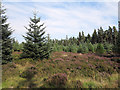 NY9655 : Conifers and heather in Slaley Forest by Trevor Littlewood