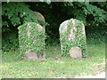 TG3109 : Ivy covered gravestones by Dave Fergusson