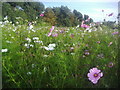TQ2472 : Flowers at Wimbledon Park by David Howard