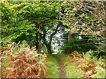 NS7688 : Path in Craigs Wood, Lewis Hill by Alan O'Dowd