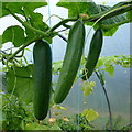 Crop of cucumbers at Bosavern Farm