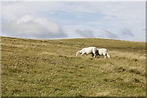 SO0852 : A couple of sheep by Bill Nicholls