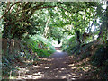 Ancient ditch and bank north of Chichester