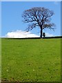 Tree on the Hillside