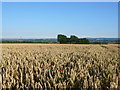 ST3322 : Wheat Field near Slatts House by Nigel Mykura