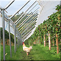 Cockerel in a strawberry field