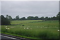 Sheep by the A66