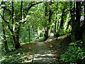 Woodland footpath near Hooton Levitt