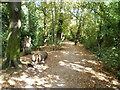 Wooded path on Cannon Hill Common