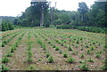 Very young Christmas trees