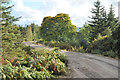 Forestry road near Derybruich