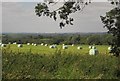 Bales by Green Lane