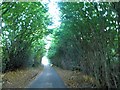 Dark tree lined lane Bramcote