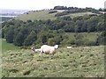 View towards Oare Hill