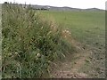 The Alton Barnes White Horse from near to Stanton Bridge