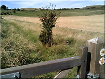 SP9616 : On the Icknield Way, towards Ivinghoe Beacon by Peter S