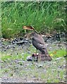 H6108 : Sparrow Hawk jealously guarding its prey on the Dernakesh Road by Eric Jones