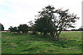 Louth Canal path by Riverside Farm: redundant hedge and ditch